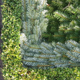 Winter auf dem Stellinger Friedhof Winter auf dem Stellinger Friedhof